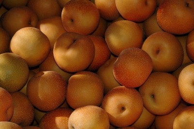 Asian Pears, El Dorado County Farm