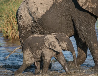 Baby Elephant and Mud, Ndutu, Tanzania