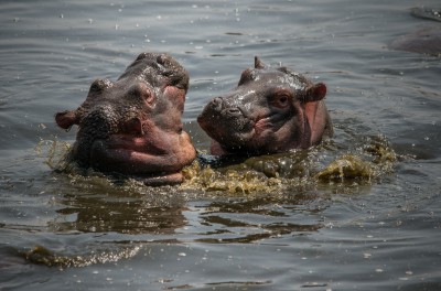 Baby Hippos Playing, Serengeti, Tanzania