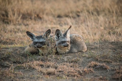 Bat Eared Foxes, Ndutu, Tanzania
