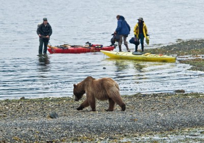 Bear and Kayaker at Pack Creek, Alaska