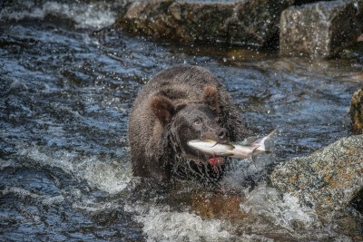 Black Bear Catching Salmon, Anan Creek