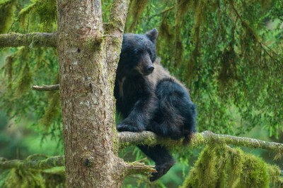 Bear Cub in Tree, Anan Creek, Alaska