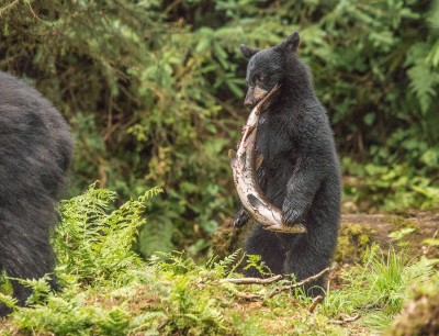 Bear Cub and Salmon, Anan Creek, Alaska