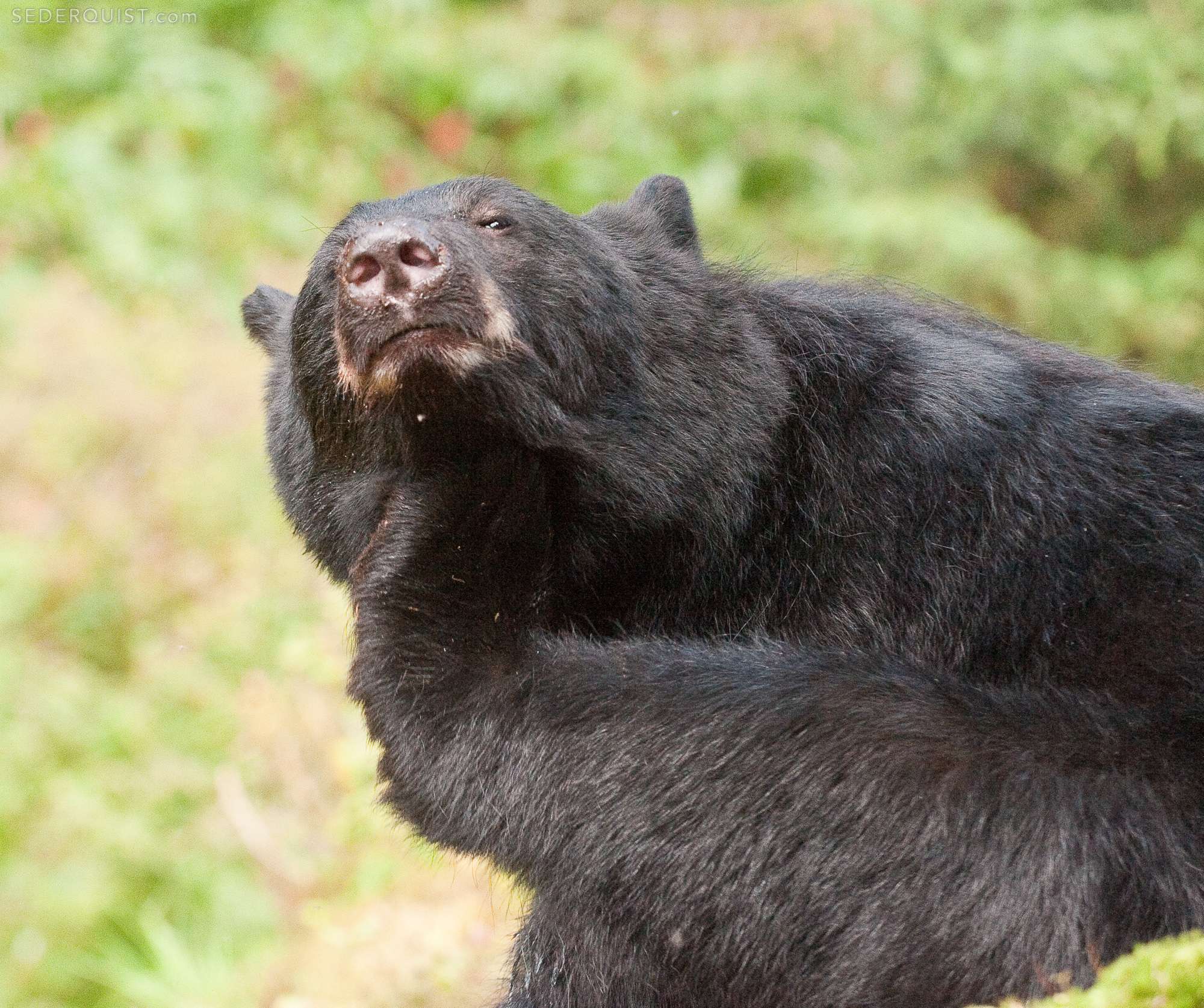 Black Bear Scratching, Anan Creek, Alaska - Betty Sederquist Photography