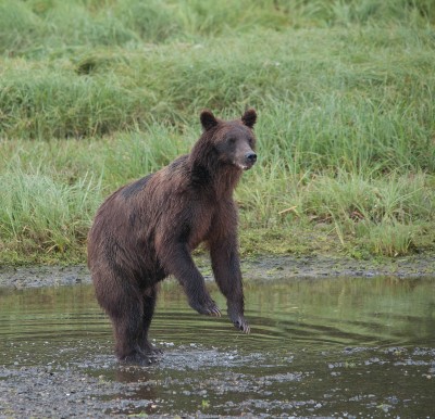 Brown Bear Standing, Pack Creek, Alaska - Betty Sederquist Photography