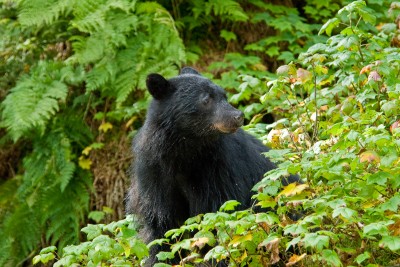 Large Black Bear, Anan Creek, Alaska