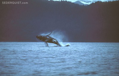 breaching humpback whale, Prince William Sound, Alaska