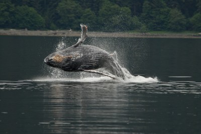 Breaching Juvenile Humpback Whale, Alaska