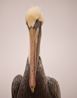 Brown Pelican, Elkhorn Slough, Moss Landing