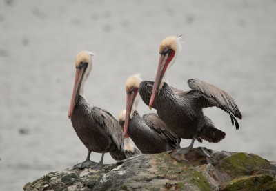 Brown Pelicans, Tomales Bay
