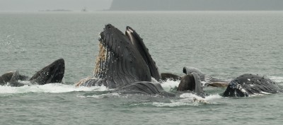 Bubble Feeding Humpback Whales, Alaska