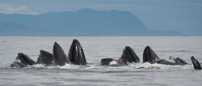 Bubble Feeding Humpback Whales