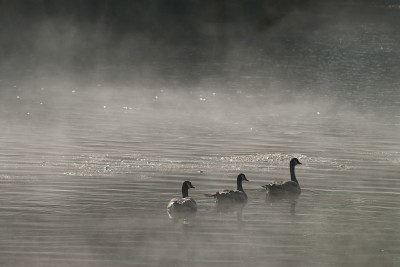 Canada Geese in Morning Fog