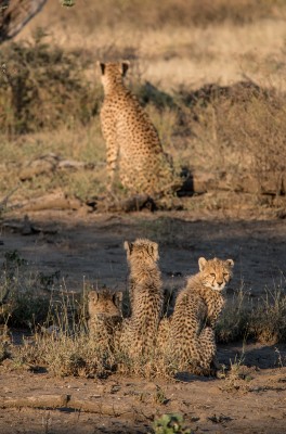 Cheetah Mother and Babies, Ndutu, Tanzania