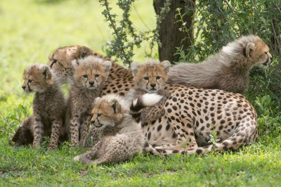 cheetah family
