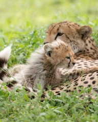 Cheetah Cub and Mom