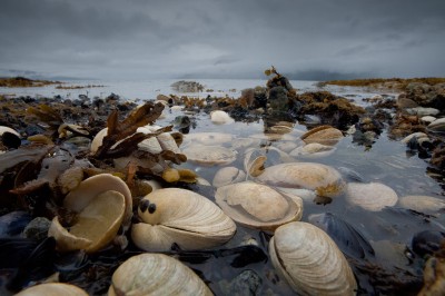 Clamshells, Peril Strait, Alaska
