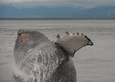 Close Breaching Humpback Whale, Point Adolphus, Alaska