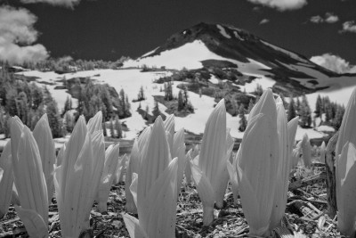 Corn Lily, Highland Lakes (infrared)