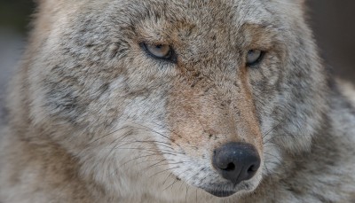 Coyote Closeup, Yosemite