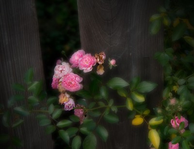 Dreamy Roses, Marblehead