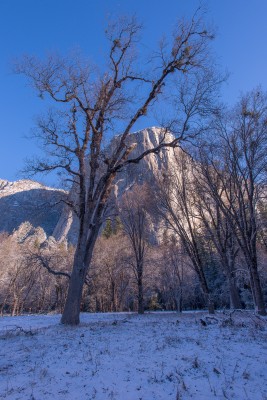 El Capitan Meadow in Winter, Yosemite