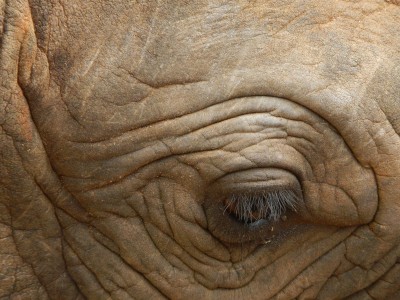 Elephant Eye Closeup, Lake Manyara, Tanzania