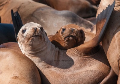 california sea lion, sea lions,
