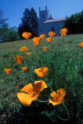 Historic Emmanuel Church and Poppies, Coloma