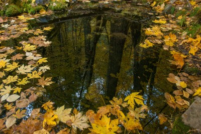 Fern Springs Reflection in Fall, Yosemite