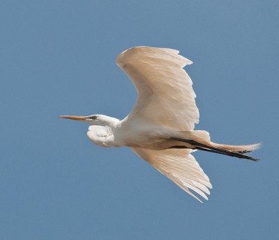 Flying Egret Near Davis