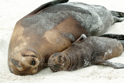 Galapagos Sea Lion Mom and Baby