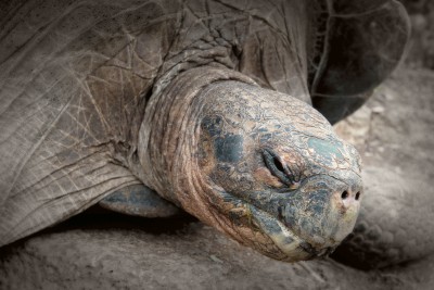 Galapagos Tortoise Face