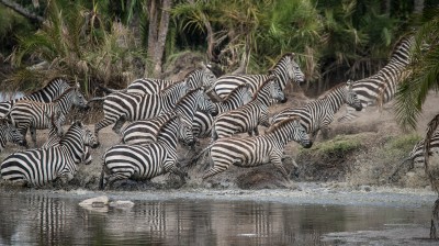 Stampeding Zebras at Waterhole, Serengeti, Tanzania