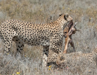 Cheetah and Gazelle Kill, Ndutu, Tanzania