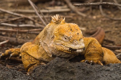 Land Iguana, Galapagos