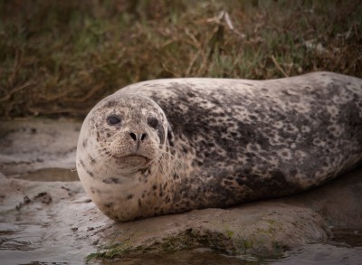 Fat Harbor Seal, Elkhorn Slough