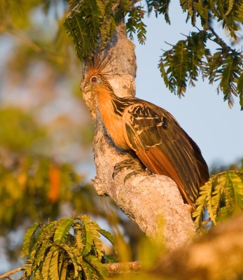 Primitive Hoatzin Bird, Cuyabeno, Amazon, Ecuador