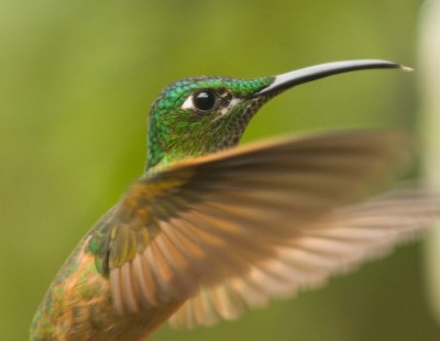 Hummingbird, Cloud Forest, Ecuador