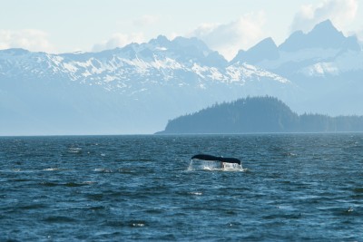 Whale Fluke and Baranof Island Mountains, Alaska