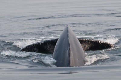 Humpback Whale Diving Under Boat, Alaska