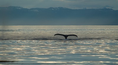 Humpback Whale Fluke, Frederick Sound, Alaska