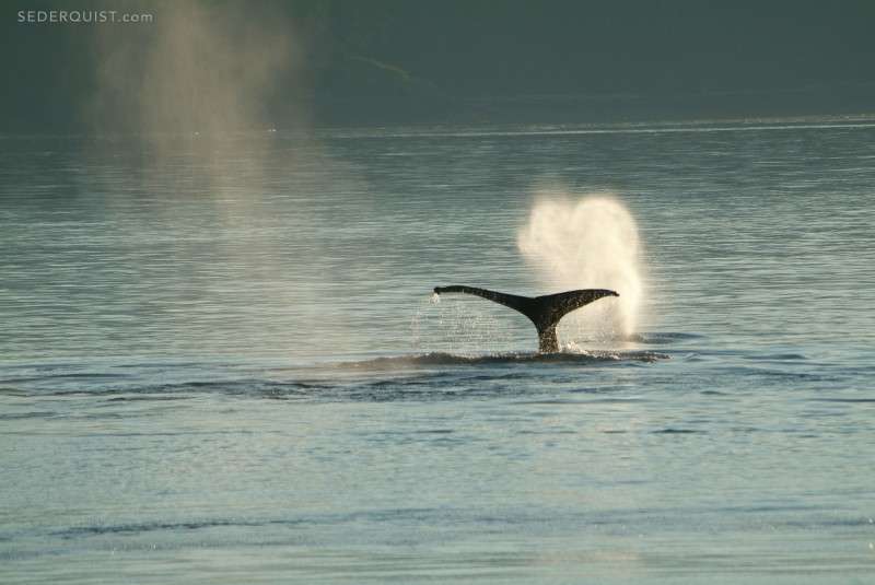 Humpback Whale Spout in Sunset, Alaska - Betty Sederquist Photography