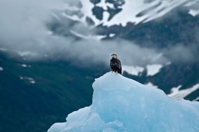 Immature Bald Eagle on Iceberg, Tracy Arm