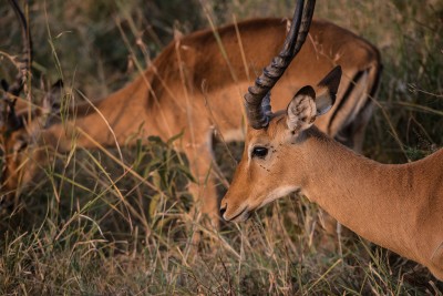 Impalas and Flies, Serengeti, Tanzania