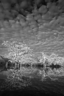 Infrared Reflections, Laguna Grande, Cuyabeno, Amazon