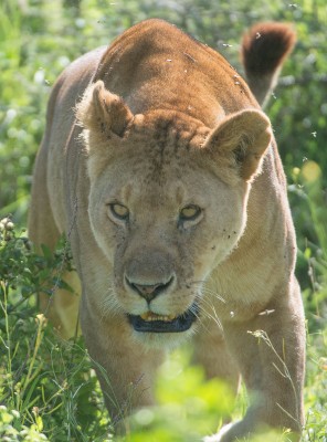 Approaching lioness