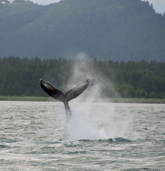 lobtailing-humpback-whale-alaska - Betty Sederquist Photography