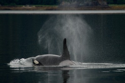 Male Orca, Alaska